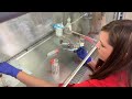 Wiggins Inoculation Aspergillus1