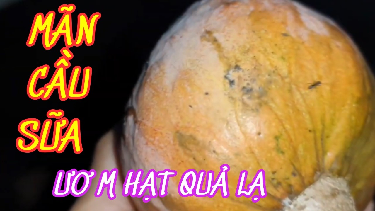 ƯƠM HẠT QUẢ LẠ  - MÃN CẦU SỮA l Thầy Cường Bến Tre TV