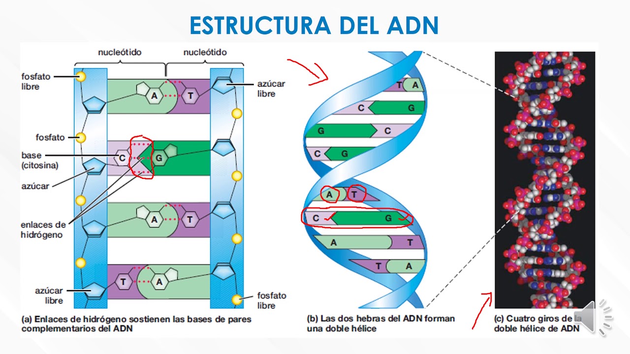 Cuál Es La Molécula Responsable De La Herencia