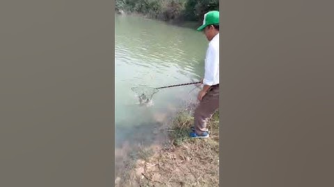 Câu cá hồ núi cốc.va ngay e hàng nheo tý mất