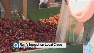 Farmers Hopeful Unusual June Rain Won't Interfere With Harvests