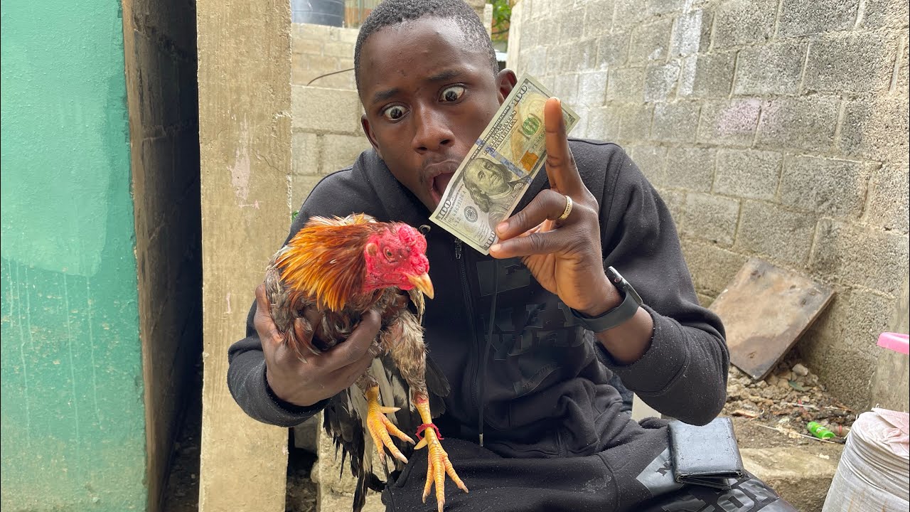 Sigan Viendo compró el gallo más caro de RD ☺️😱