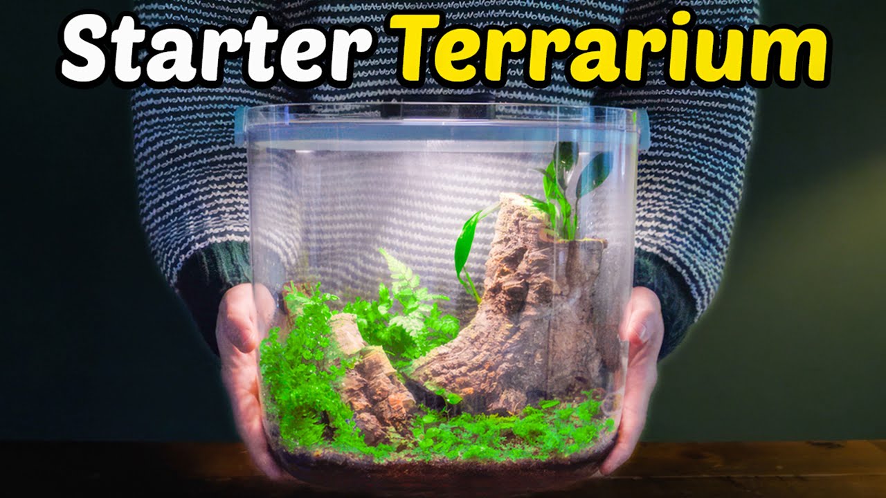 How To Make a Terrarium (2025 Update)