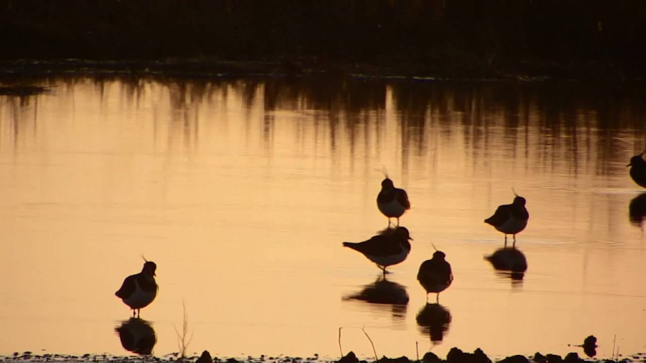lapwing 