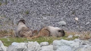 Hoary marmots, Whistler, BC, Canada