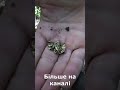 ТОП знахідки 🤯 металошукачем, коп монет