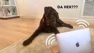 LABRADOR PUPPY REACTS TO ANIMAL SOUNDS!!! by Woodford The Chocolate Lab 3,718 views 2 months ago 2 minutes, 36 seconds