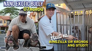 NAKAKALITO! KRONOS or KINGZILLA ang magstud?! • KELAN PWEDE ILABAS ANG PUPPIES?! • Sam Walastik