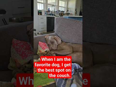 Weimaraner life #dadmom