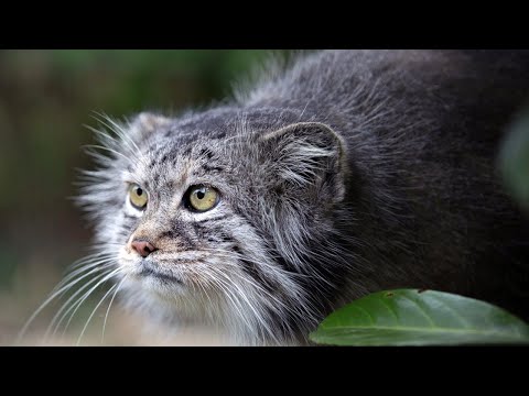 Video: Schwarzfüßige Katze: Lebensstil Und Lebensraum, Besonderheiten, Gefangenschaft