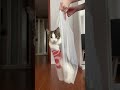 レシオ！ - Cat Ready For Shopping🐶|| Best #funny Cute Cat #shorts Video🤣|| #trending #animals #reels