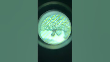 Overlay Magnifier Leuchtturm from Renniks #doublebar #plateidentificationletter #pil