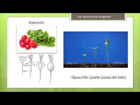 Video: En la planta de cuscuta muestra máxima fotosíntesis en?