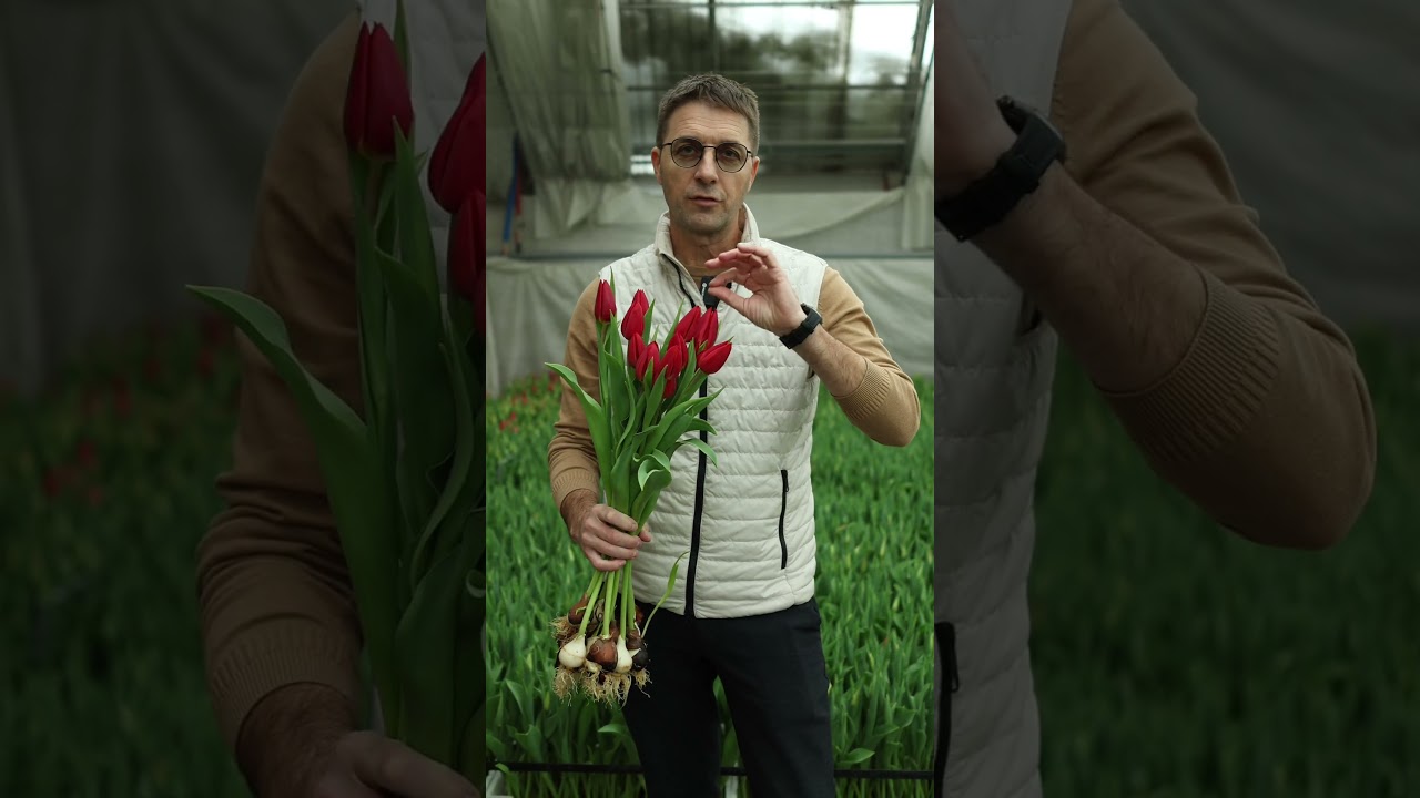 Сорт STRONG ENERGY 