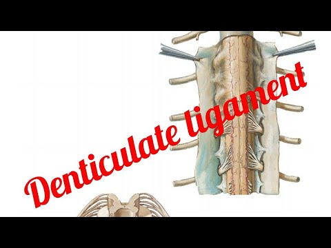 Видео: Denticulate ligaments гэж юу вэ?