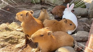 Capybara baby 'quadruplets' 3 weeks old [Izu Animal Kingdom * Japan]
