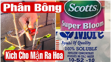 Chia Sẽ Cắt Tỉa Và Phân Để Kích Cây Mận Ra Hoa || MÂY XANH || Video 129
