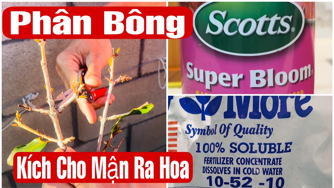 Chia Sẽ Cắt Tỉa Và Phân Để Kích Cây Mận Ra Hoa || MÂY XANH || Video 129