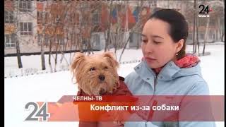 Конфликт из-за собаки Конфликт из-за собаки