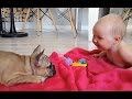 Los bebés lindo que juega con divertido Bulldogs Compilación 2016 - NUEVOS VIDEOS