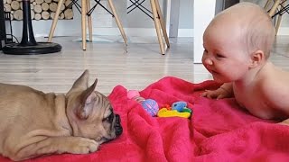 Los bebés lindo que juega con divertido Bulldogs Compilación 2016 - NUEVOS VIDEOS