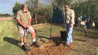 Planting a Tree