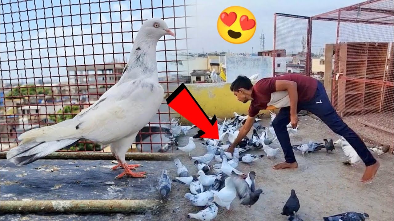 Jiri Female Pkda 😍