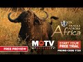 Tracks Across Africa | Streaming now on MOTV