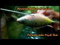 Menembak Ikan Sungai Dan Langsung Di Masak