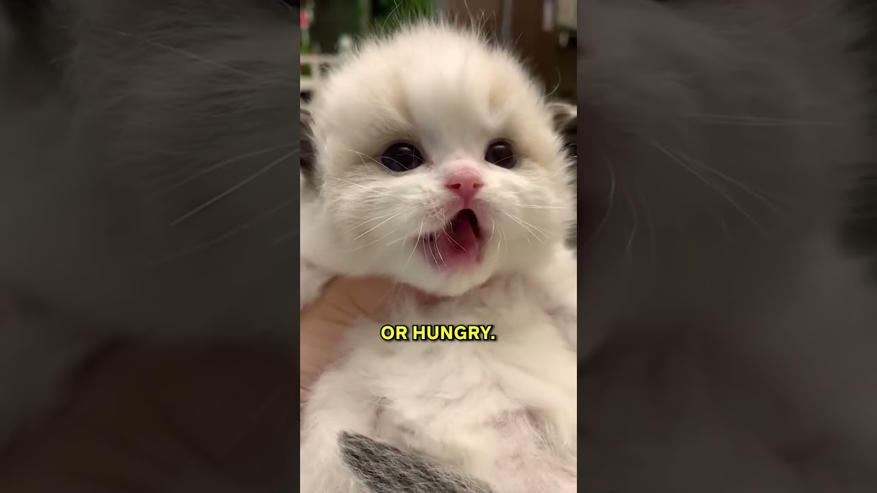 The Meaning Of Cat Meows! 🐱✨