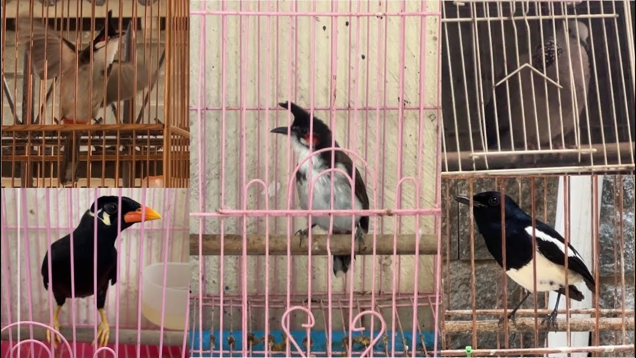 Mào siêu lân mái💫than chuyền💫cu gáy gù bộ to💫chim biết nói💫mào đấu Bình Định💫lửa đuôi mười chín