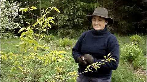 A pear tree grown from seed