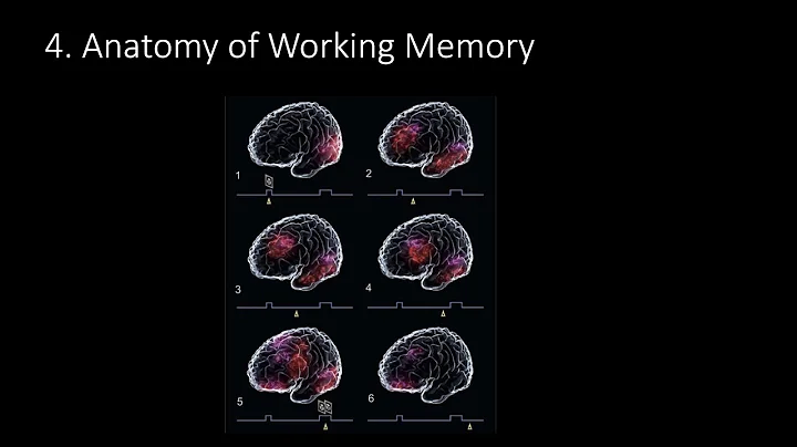 9.4. Anatomy of Working Memory, Fundamentals of Cognitive Neuroscience Course, Session 9, Part 4