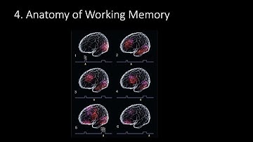 9.4. Anatomy of Working Memory, Fundamentals of Cognitive Neuroscience Course, Session 9, Part 4