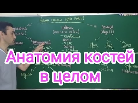 Анатомия костей в целом. Вone anatomy