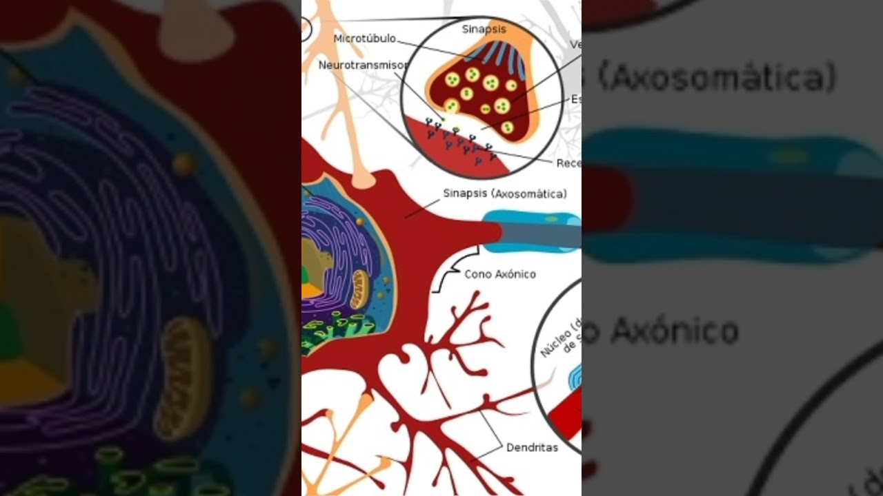 funcionamiento y nutrición neuronal.