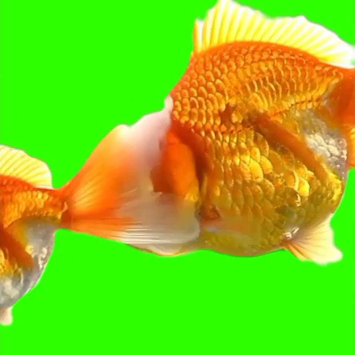 Mentahan Green Screen ikan mas koki tercantik 2021❗❗#maskoki