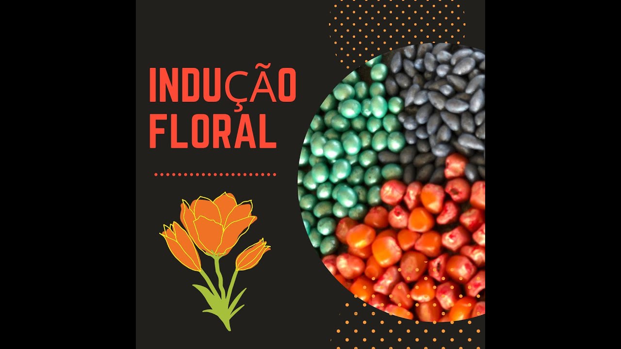 Sementes _ Indução Floral para a produção de sementes (22 09 2020)