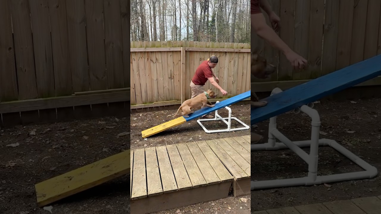 Agility fun with adoptable Molly 😊 