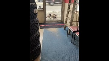 Birds Break Glass Door || ViralHog