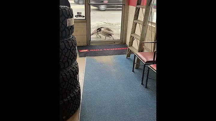 Birds Break Glass Door || ViralHog
