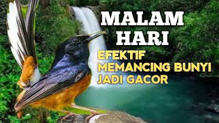 SUARA PANCINGAN MURAI BATU biar Emosi jadi NYAUT BUNYI GACOR BONGKAR ISIAN | TERAPI MURAI BATU