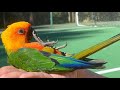 Jenday Conure Talking & Sounds - Jenday Conure Dancing - Jandaya Parakeet Talking & Sounds