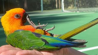 Jenday Conure Talking & Sounds - Jenday Conure Dancing - Jandaya Parakeet Talking & Sounds by Pet Birds 33,521 views 2 years ago 3 minutes, 58 seconds