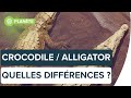 Savezvous diffrencier un crocodile dun alligator   futura