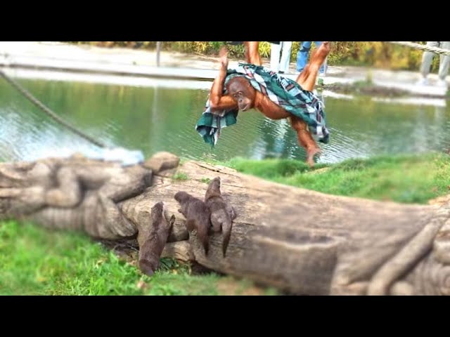 ORANGUTAN vs OTTERS!