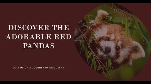Discovering Red Pandas: Nature’s Adorable Acrobat