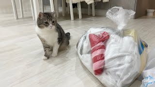 大好きなぬいぐるみがゴミ袋に捨てられてたら猫がこうなっちゃいました…