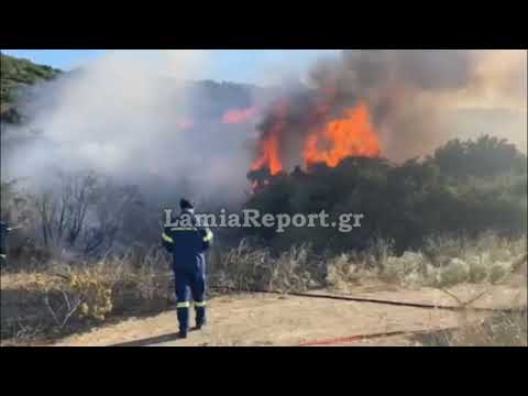 LamiaReport.gr: Πυρκαγιά κάτω από τον Προφήτη Ηλία στη Λαμία