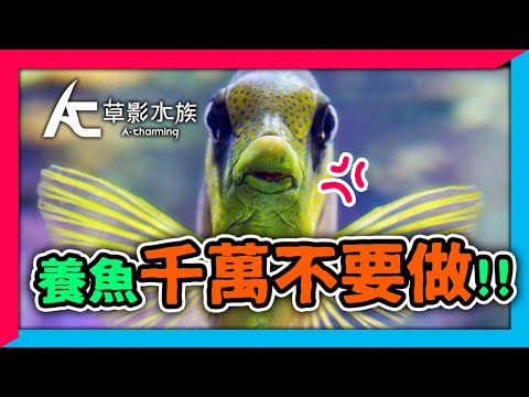 你知道嗎?有一種人,特別容易把魚養死......|AC草影水族